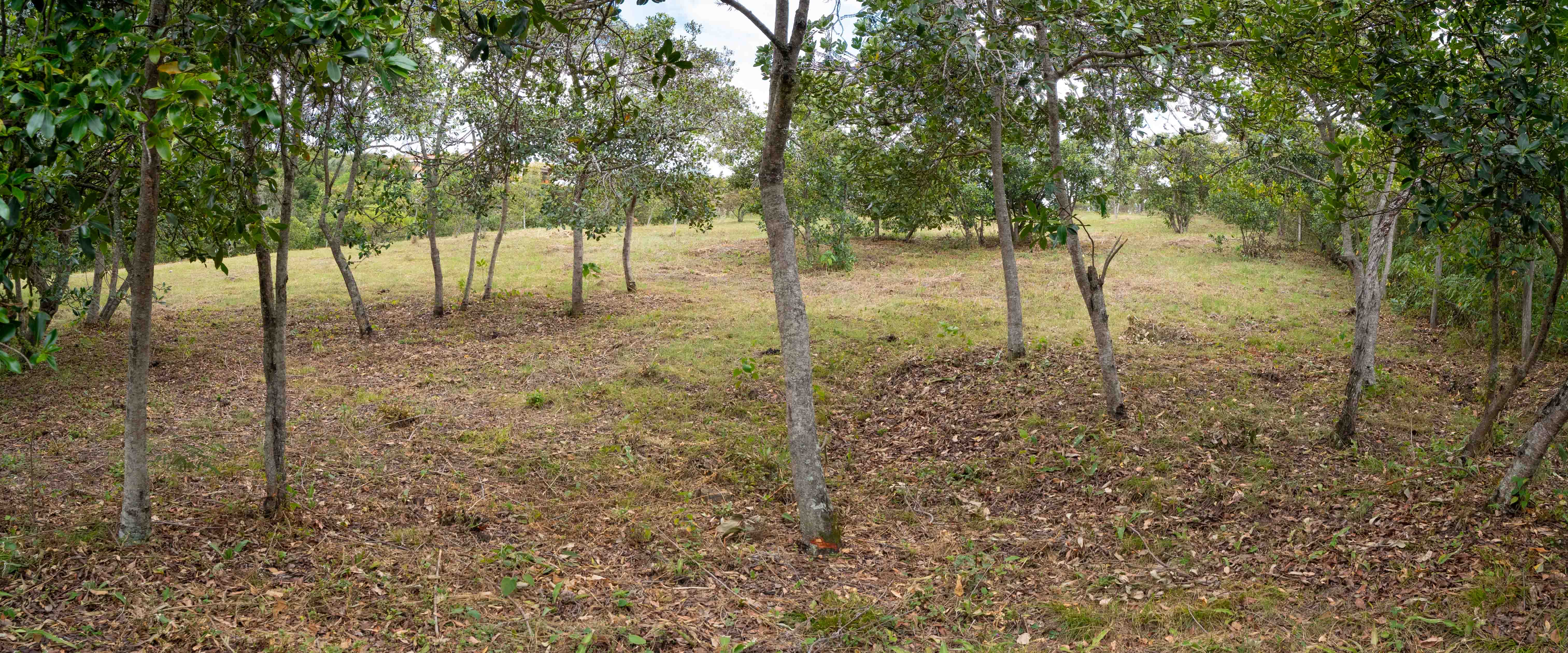 Bosque de árboles nativos dentro del lote campestre en Villa de Leyva